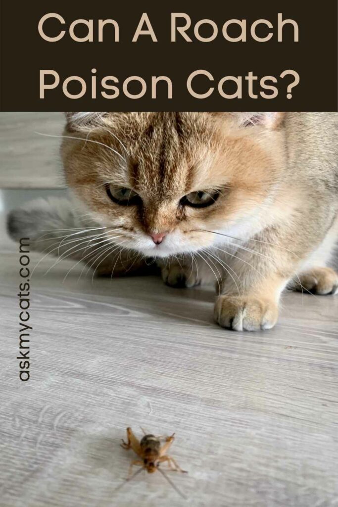 Can A Roach Poison Cats?