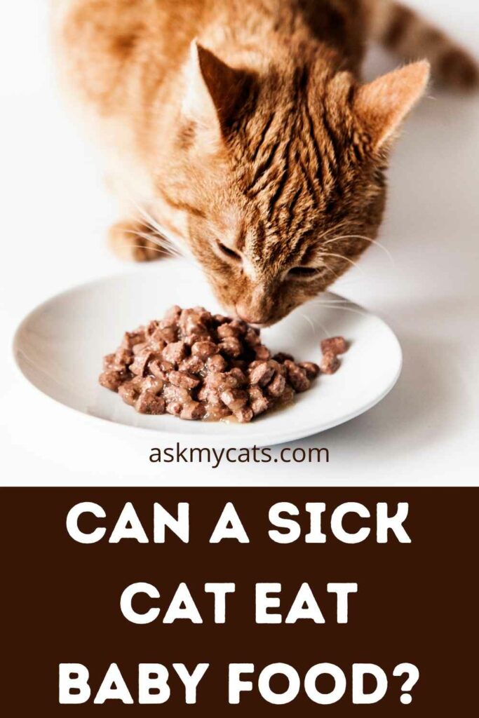 Can A Sick Cat Eat Baby Food?