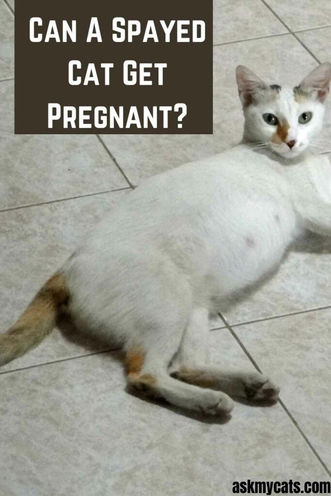 Can A Spayed Cat Get Pregnant