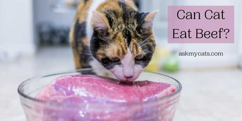 Can Cat Eat Beef? What's Right For Your Cat?