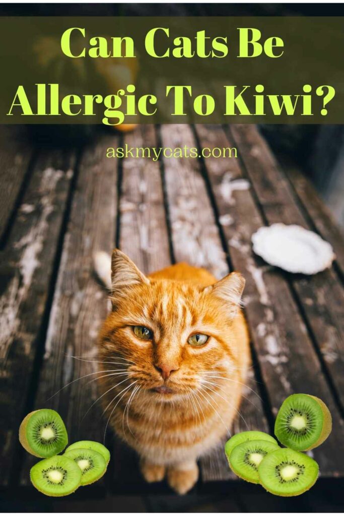 Can Cats Be Allergic To Kiwi?