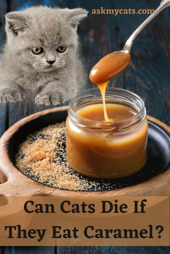 Can Cats Die If They Eat Caramel?