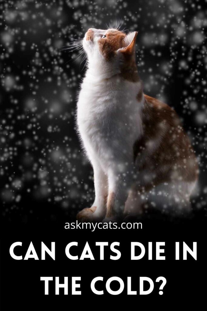 Can Cats Die In The Cold?