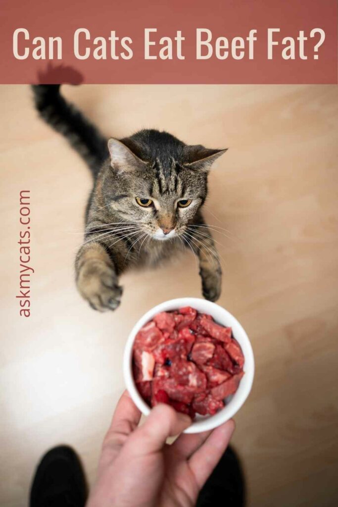 Can Cats Eat Beef Fat?