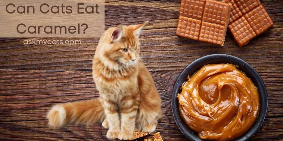 Can Cats Eat Caramel