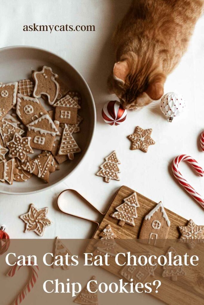 Can Cats Eat Chocolate Chip Cookies?