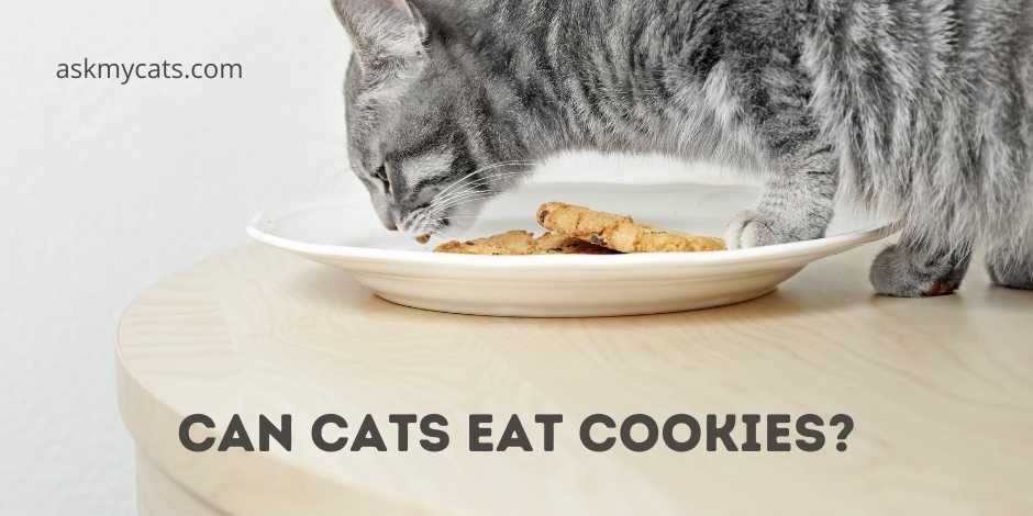Can Cats Eat Cookies