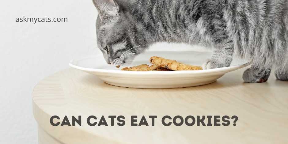 cat safe cookies