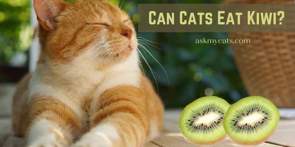 Can Cats Eat Kiwi Skin