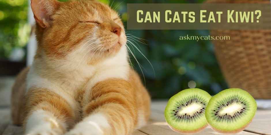 Can Cats Eat Kiwi? Are These Fruits Harmful To Cats?