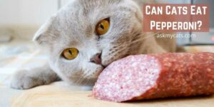 Can Cats Eat Pepperoni? Is It Healthy For Your Cat?