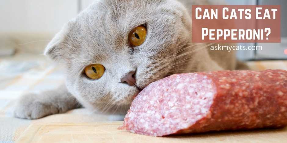 Can Cats Eat Pepperoni