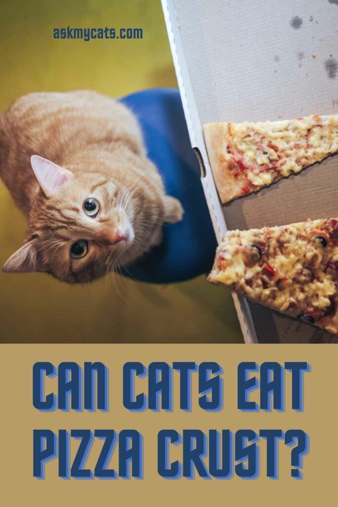 Can Cats Eat Pizza Crust?