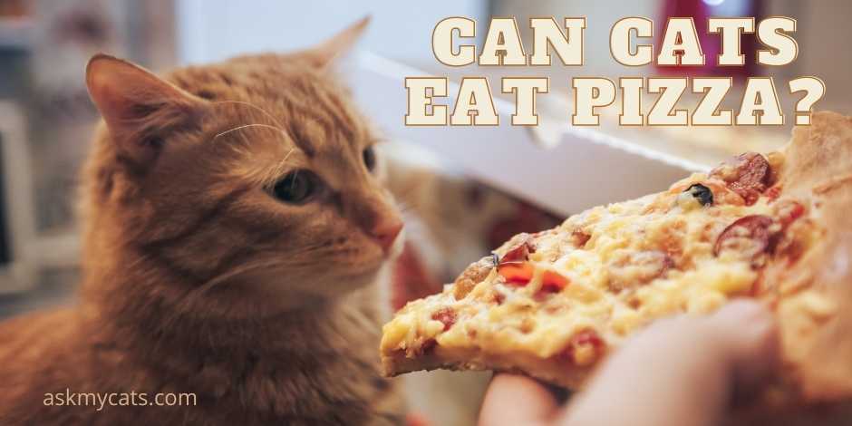 Can Cats Eat Pizza
