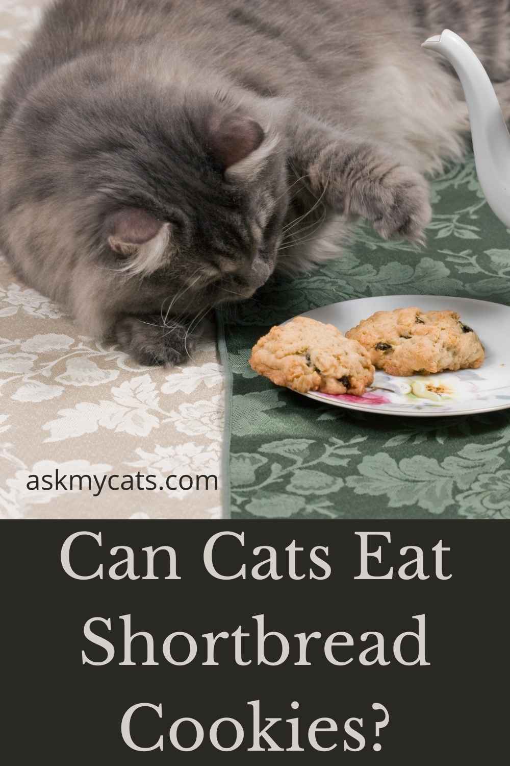 Can Cats Eat Cookies? Are They Safe For Your Pet?