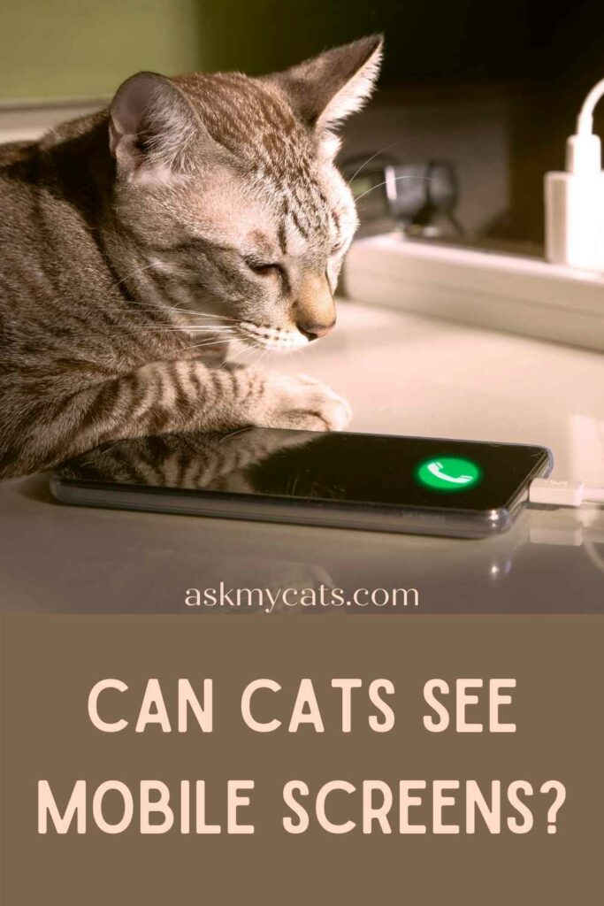 Can Cats See Mobile Screens?