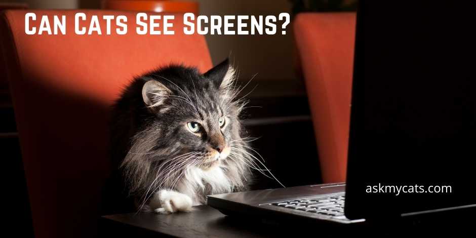 Can Cats See Screens Mobile Laptop Tv