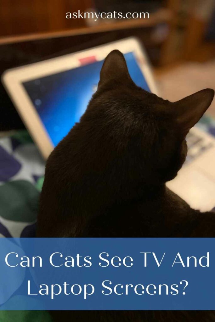 Can Cats See TV And Laptop Screens?