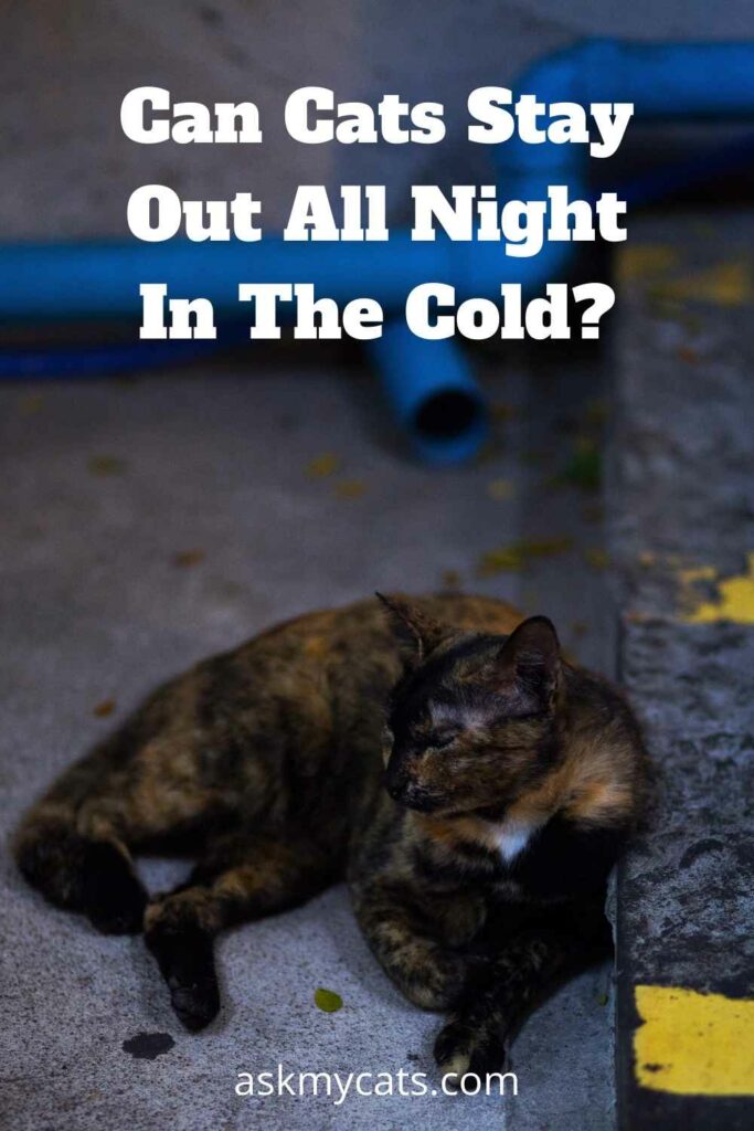 Can Cats Stay Out All Night In The Cold?