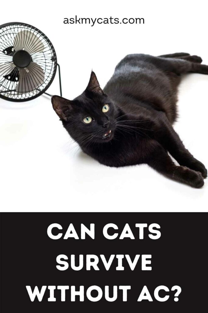 Can Cats Survive Without AC?