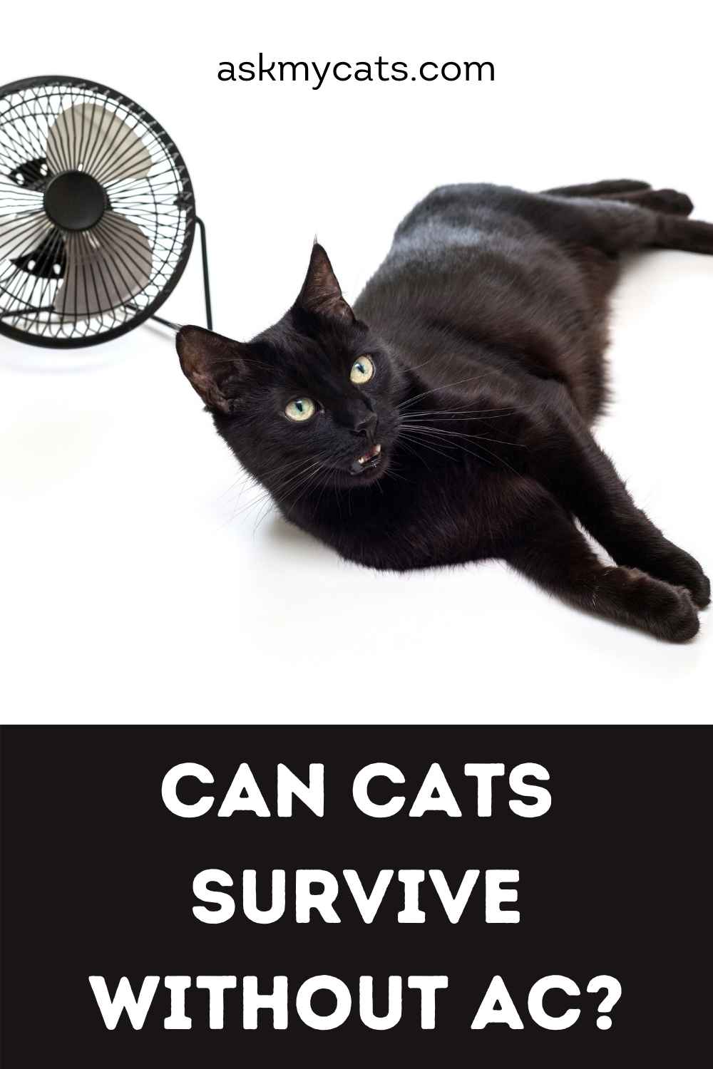 Do Cats Like Air Conditioning? Do Cats Get Cold In Air Conditioning?