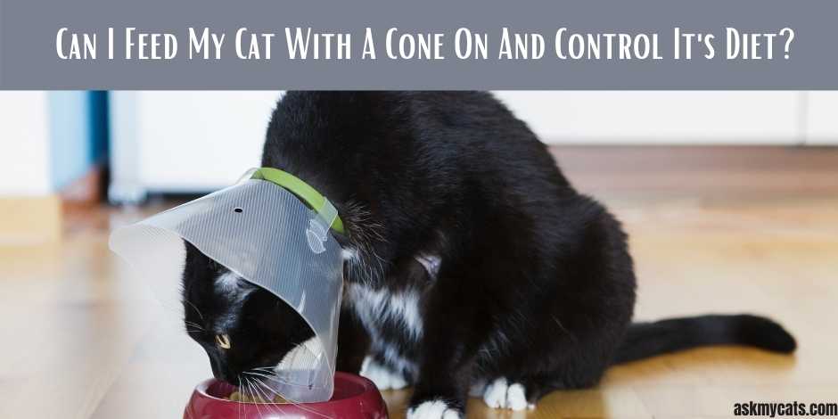 Can I Feed My Cat With A Cone On Will My Cat Feel Comfortable