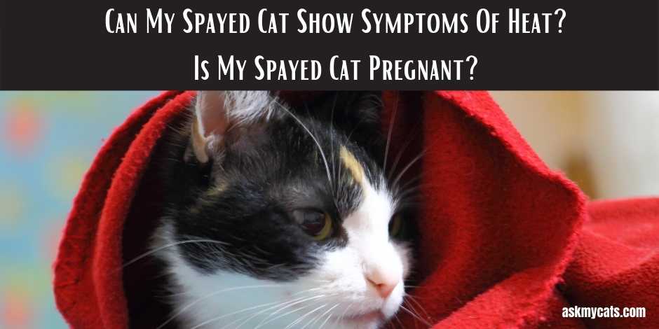 Can My Spayed Cat Show Symptoms Of Heat Is My Spayed Cat Pregnant
