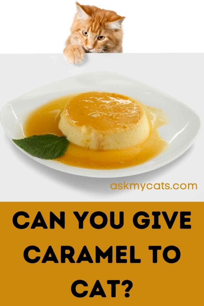 Can You Give Caramel To Cat?