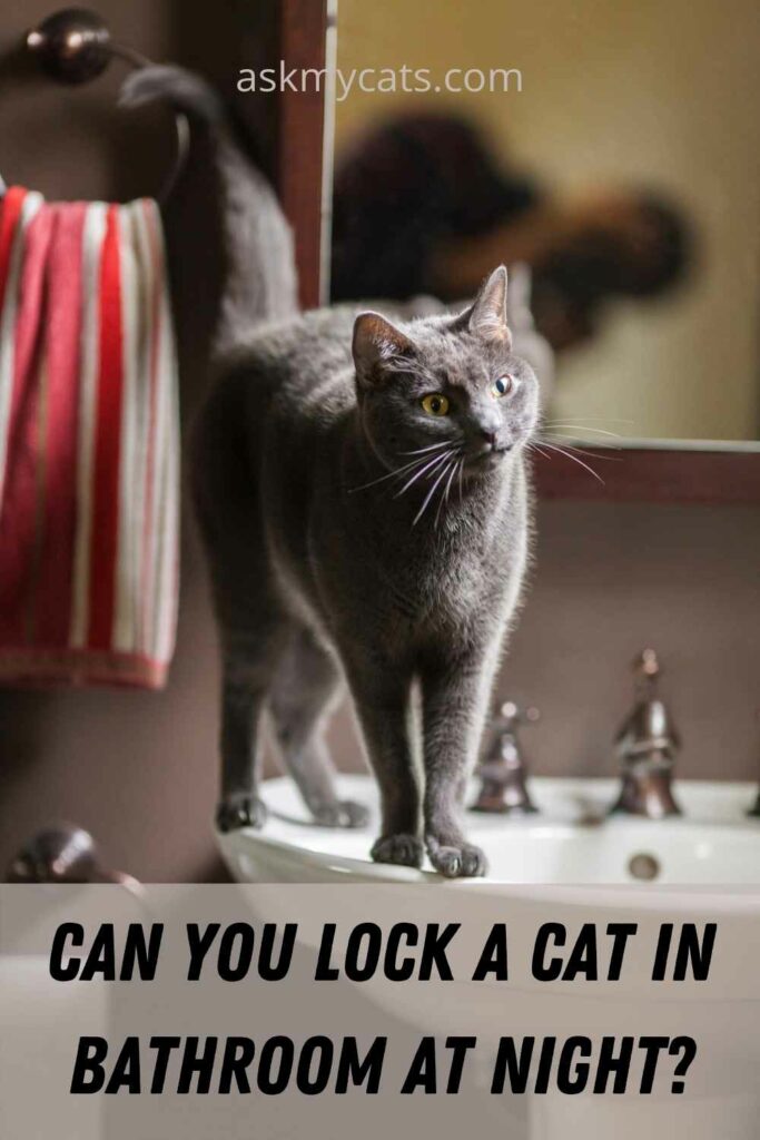 Can You Lock A Cat In Bathroom At Night?