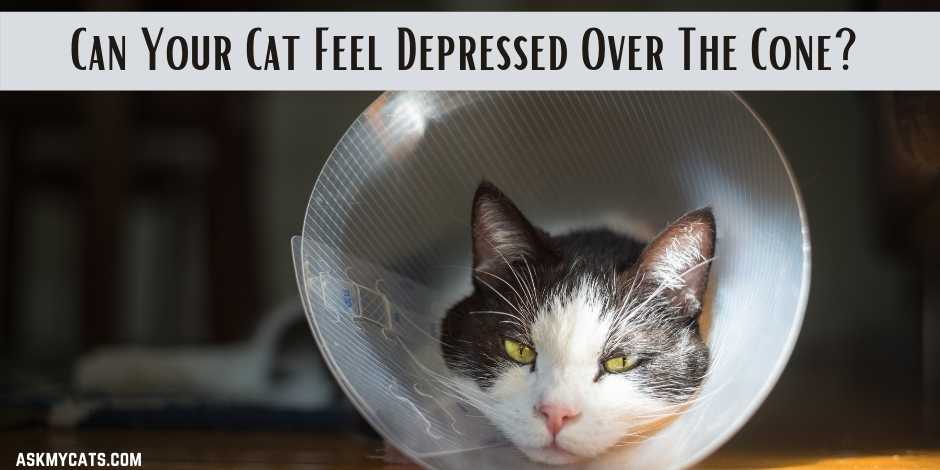 Can Your Cat Feel Depressed Over The Cone