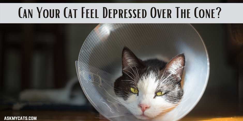 Can Your Cat Feel Depressed Over The Cone How To Reduce It