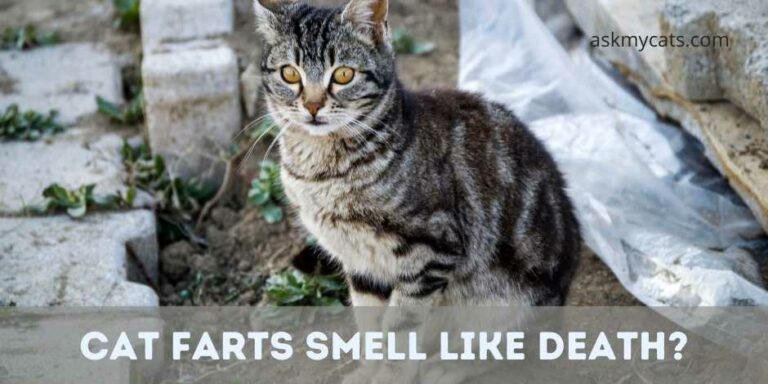 Cat Farts Smell Like Death? Is There’s A Way Out?