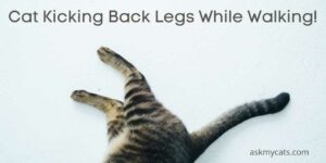 Cat Kicking Back Legs While Walking! Is It Normal?
