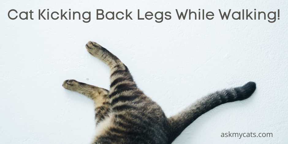 Cat Kicking Back Legs While Walking