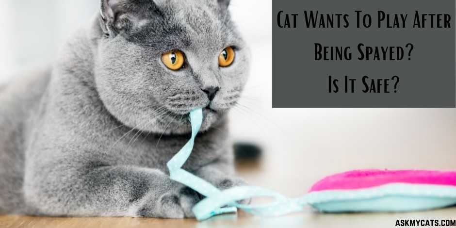 Cat Wants To Play After Being Spayed? Is It Safe?