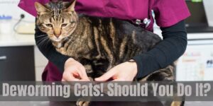 Deworming Cats! How Much Is It To Deworm A Cat?