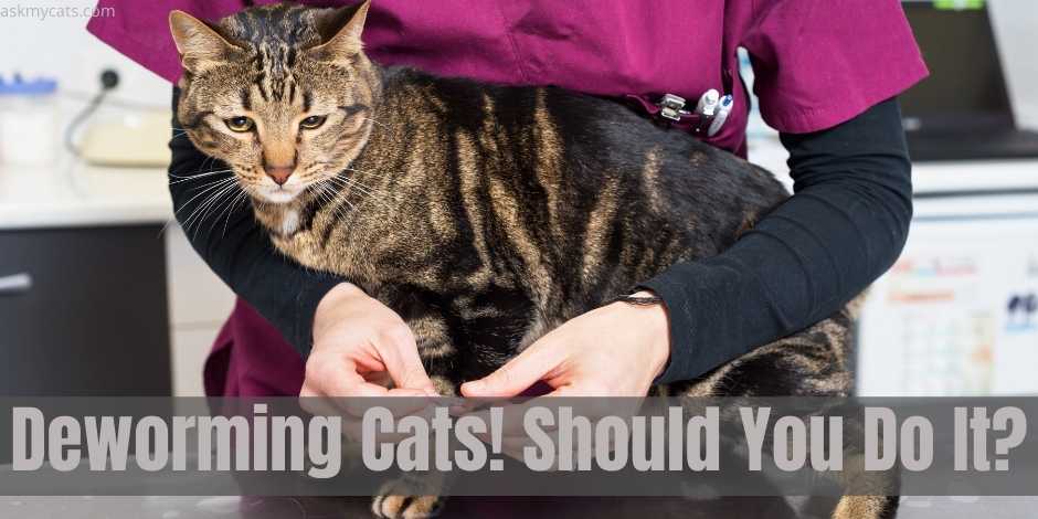 Deworming Cats! Should You Do It?