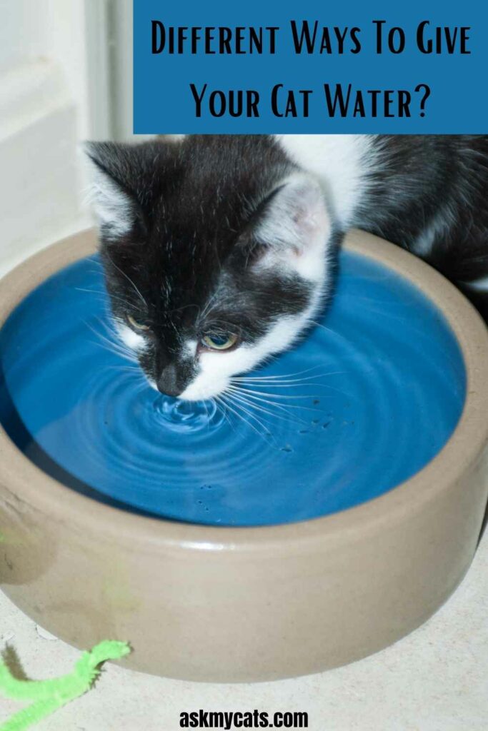 Different Ways To Give Your Cat Water