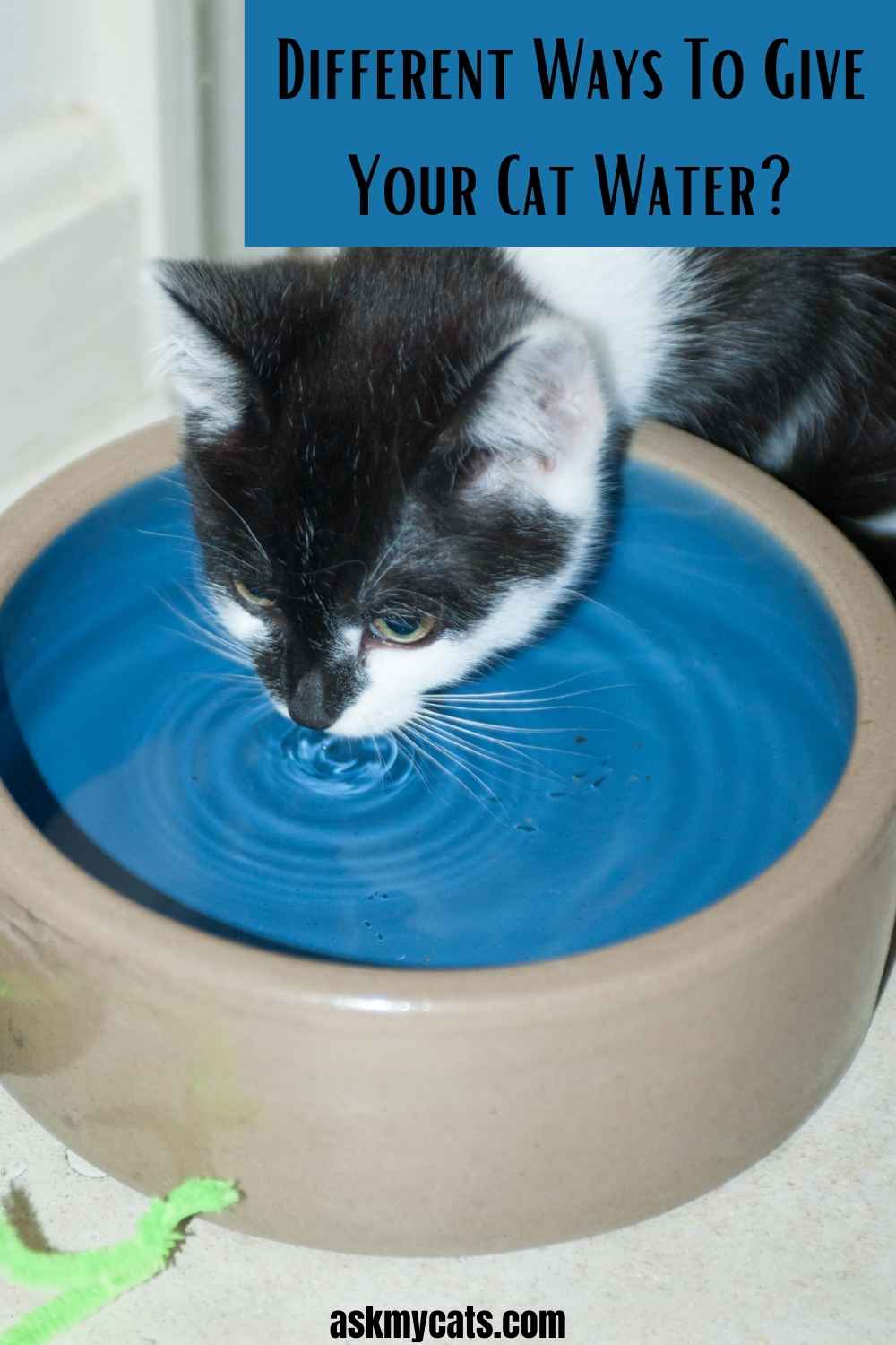 Why Does My Cat Not Drink Water? Can You Force A Cat To Drink Water?