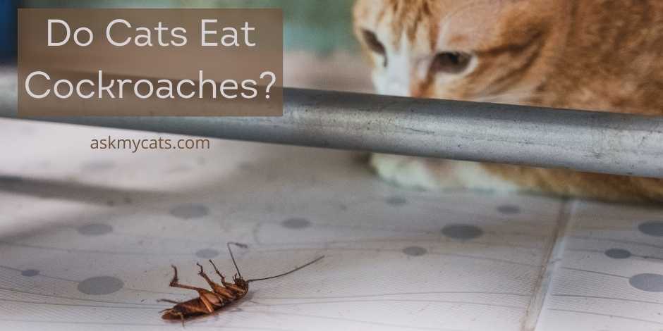 Do Cats Eat Cockroaches