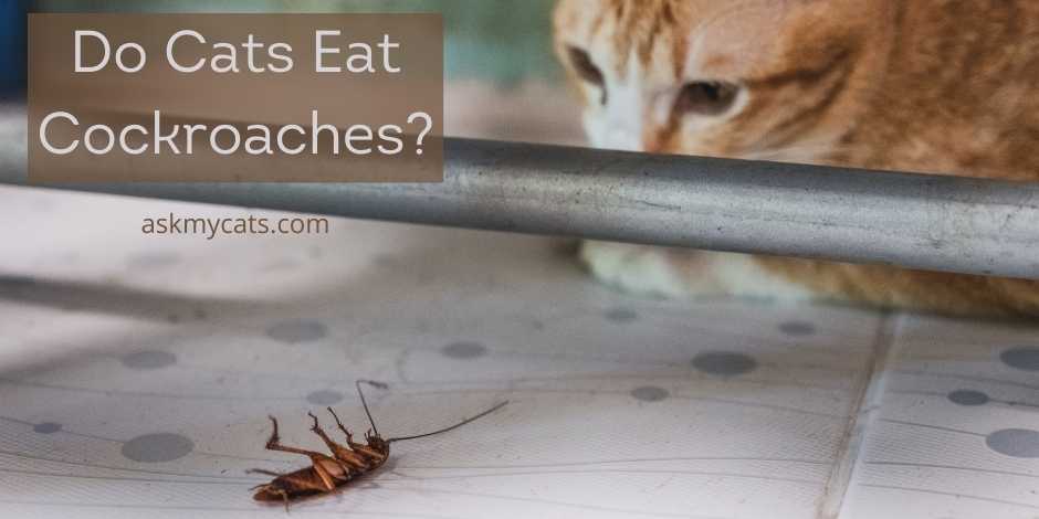 Do Cats Eat Cockroaches Are They Capable Of Killing Them