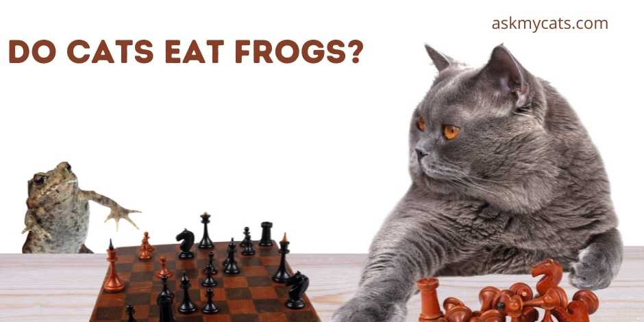 Do Cats Eat Frogs