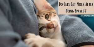 Do Cats Get Nicer After Being Spayed? Has Spay Affected My Cat’s Behavior?