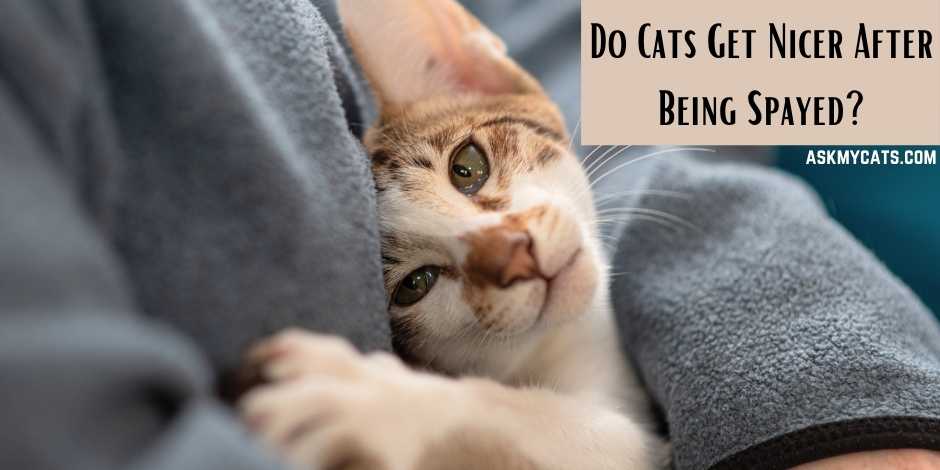 Do Cats Get Nicer After Being Spayed