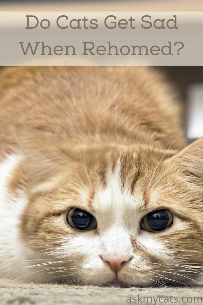 Do Cats Get Sad When Rehomed?