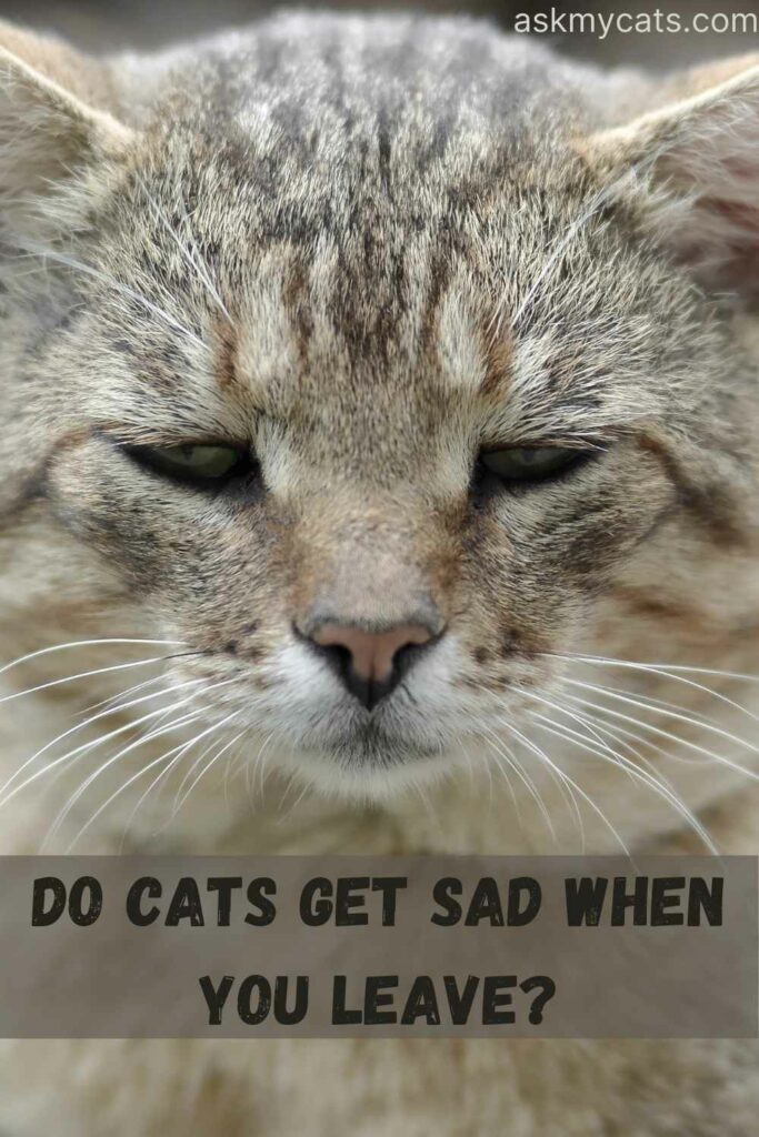 Do Cats Get Sad When You Leave?