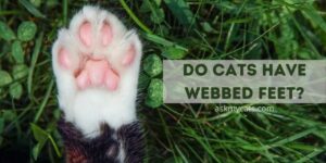 Do Cats Have Webbed Feet? – YES They Do And Here’s The Reason Behind It