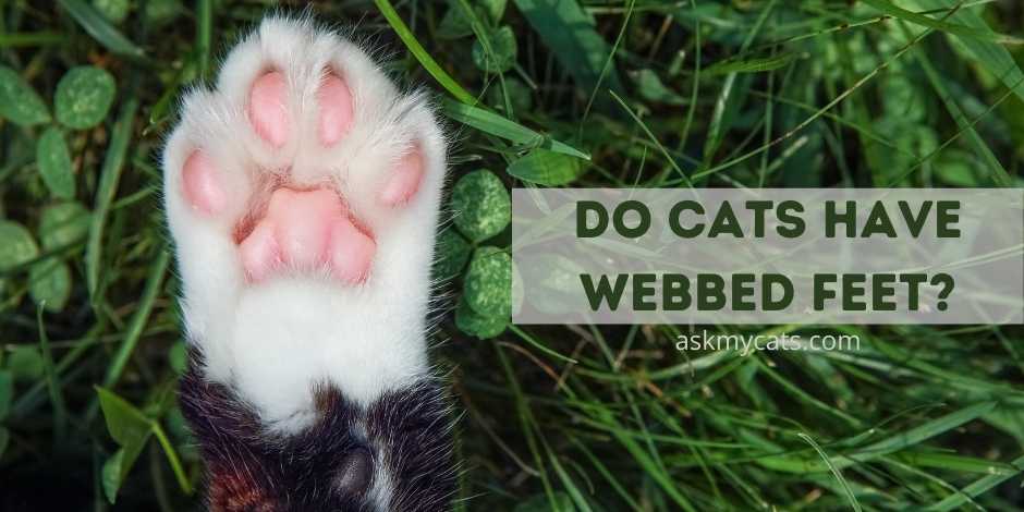 Do Cats Have Webbed Feet