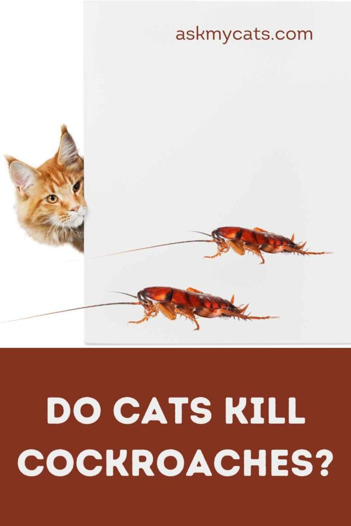 Do Cats Kill Cockroaches?