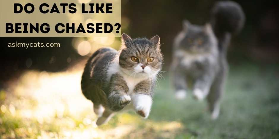 Do Cats Like Being Chased